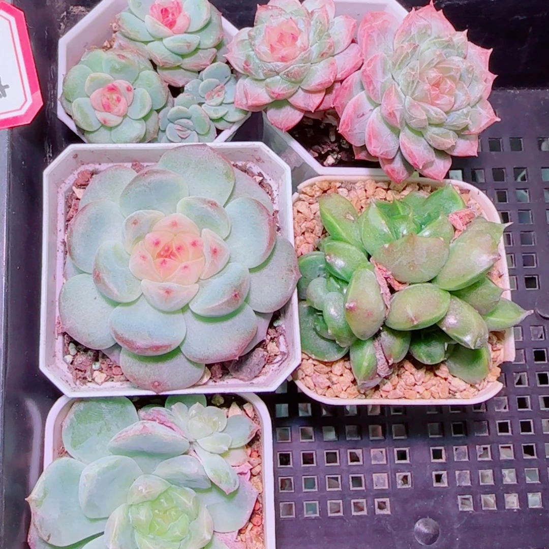 晓***晓拉拉多肉开播福利