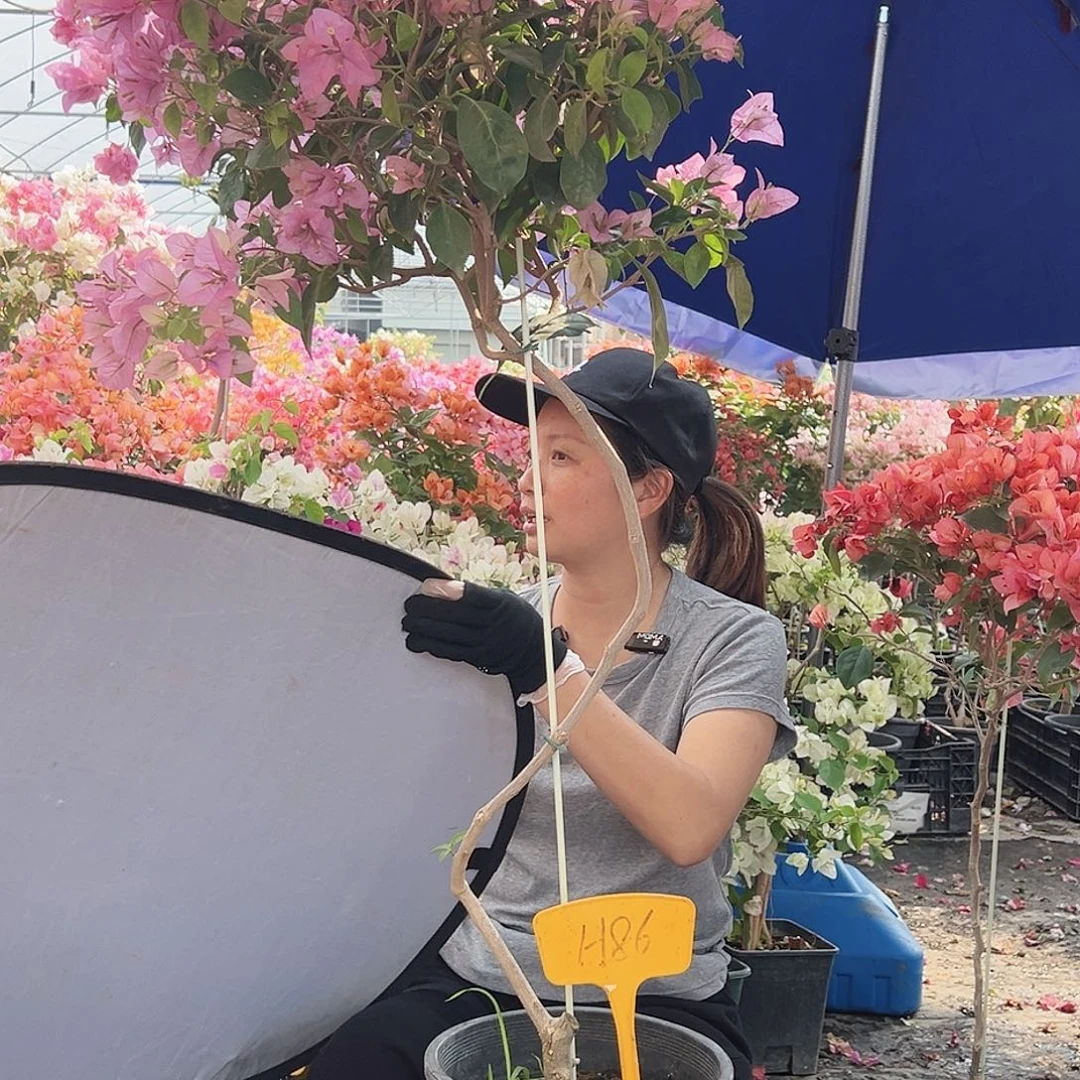 老***七大部分花苞少量开放H86赛佛里