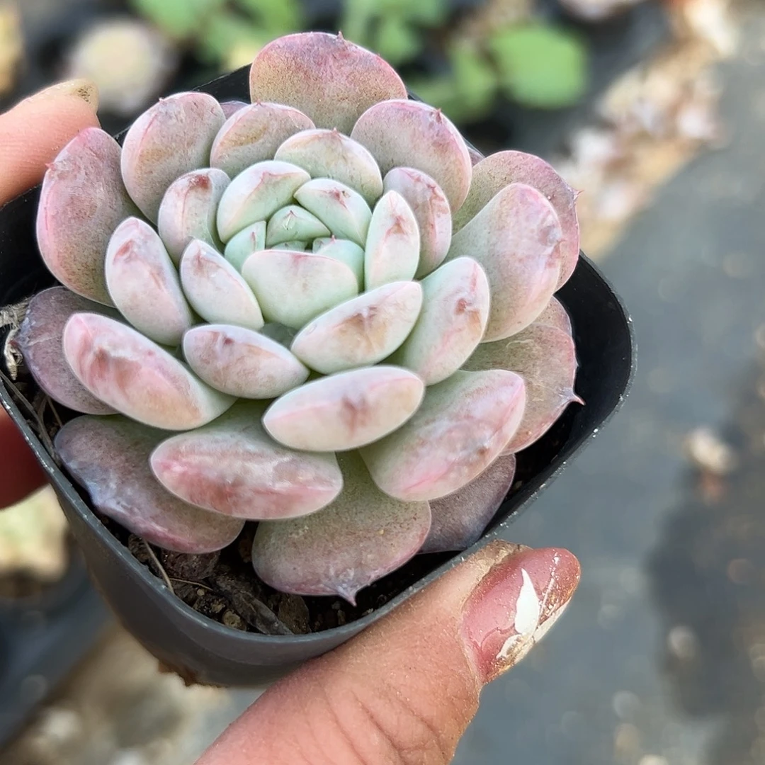 多肉植物多肉植物