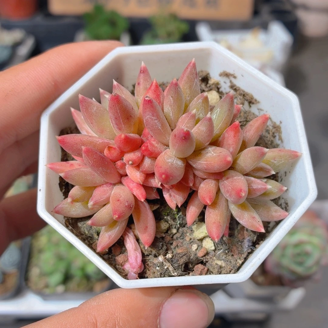 炫彩星多肉9.9包邮发货