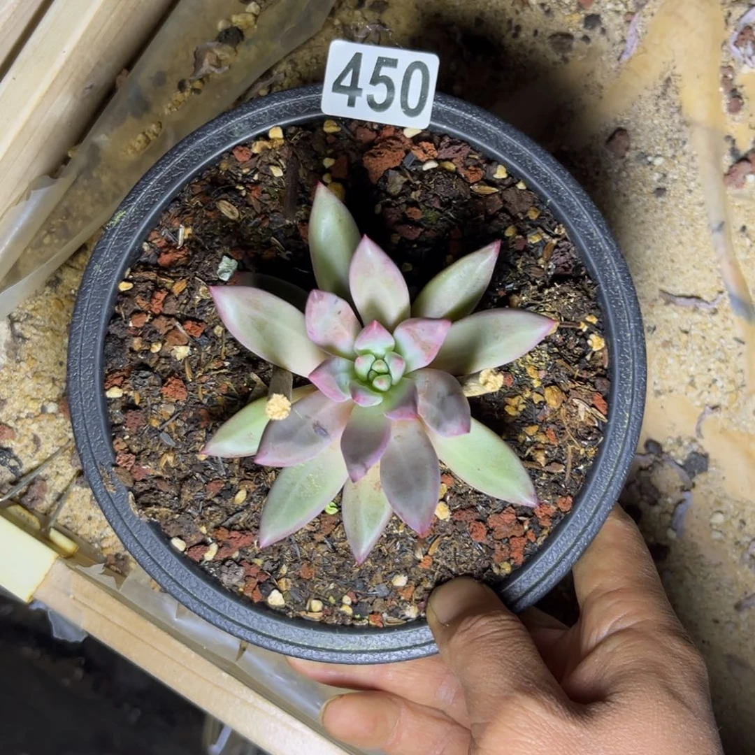 多肉植物450虞美人
