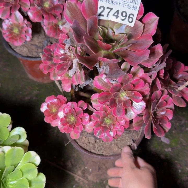27496南美杜莎多肉植物