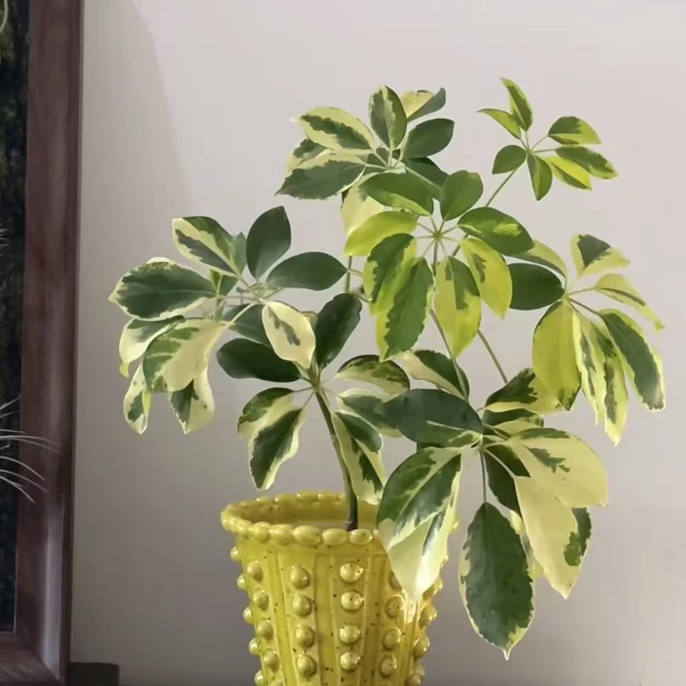 花叶鸭脚木盆栽绿植多年生室内高端盆景观叶易养护花卉绿植盆栽