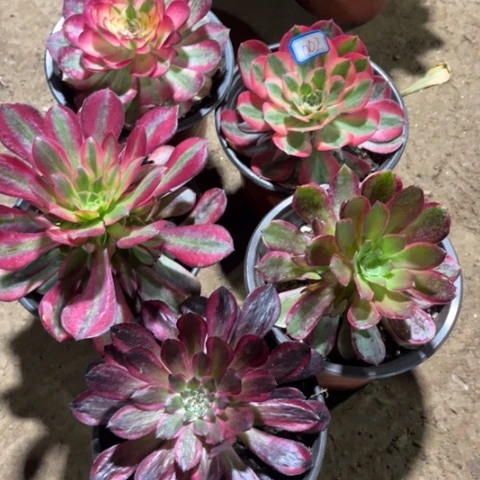 002多肉植物组合