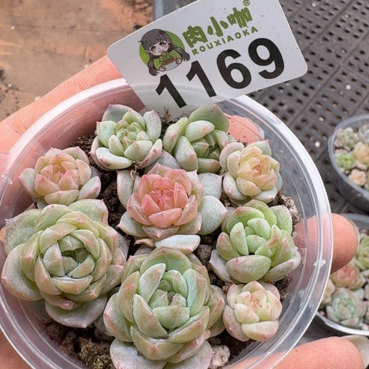 多肉植物多肉植物