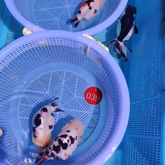 ****₄金鱼039兰寿两只特价顺丰包邮