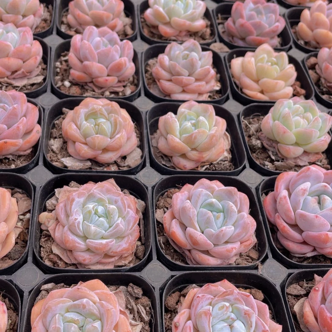 49号 奶油肥胖大白兔单头2个