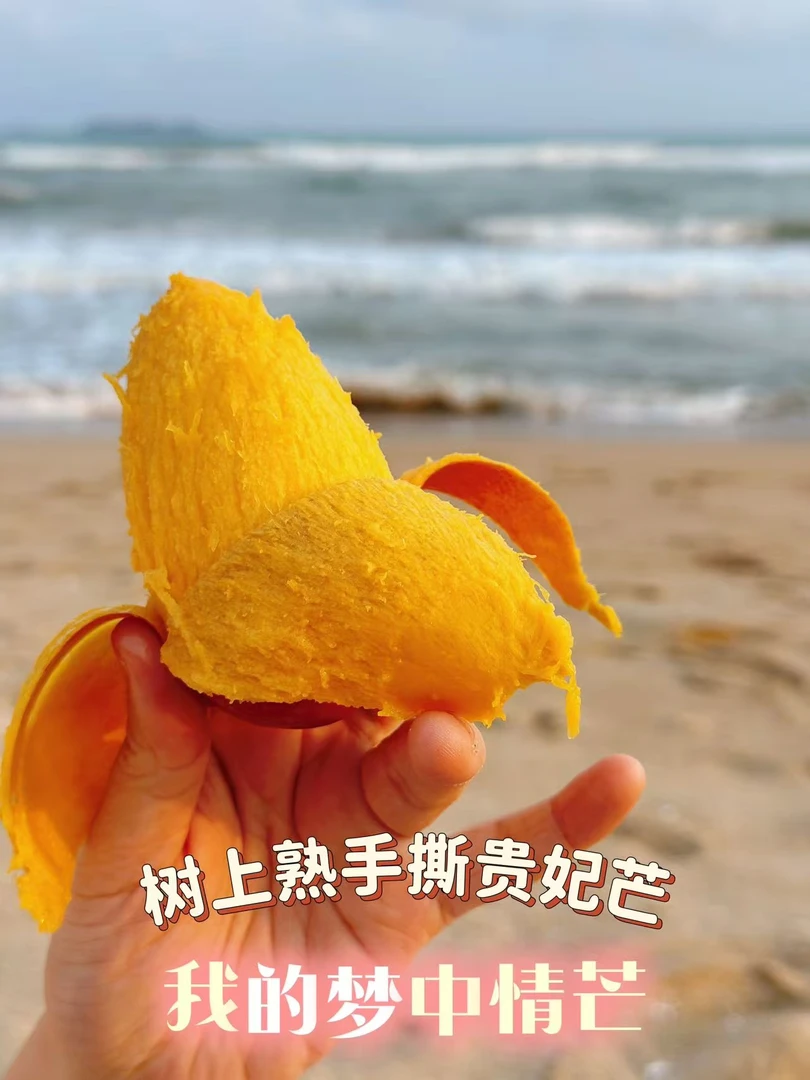 树上熟贵妃芒没农残放心吃