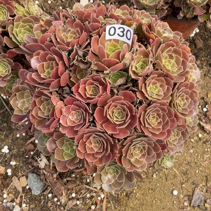 无花朵030多肉植物荷兰玫瑰