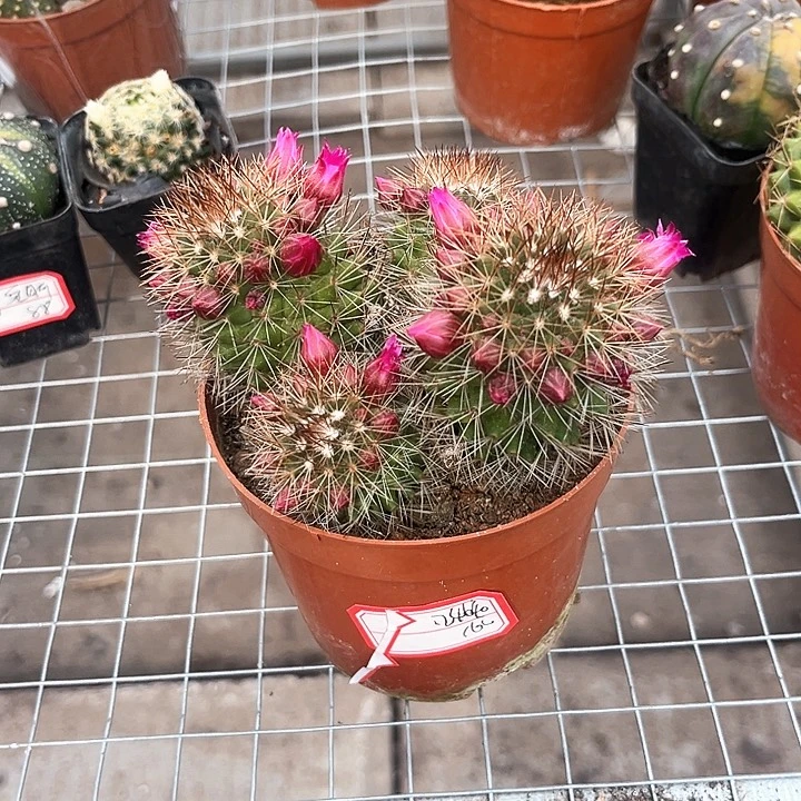 2****6红花锦丸一物一拍
