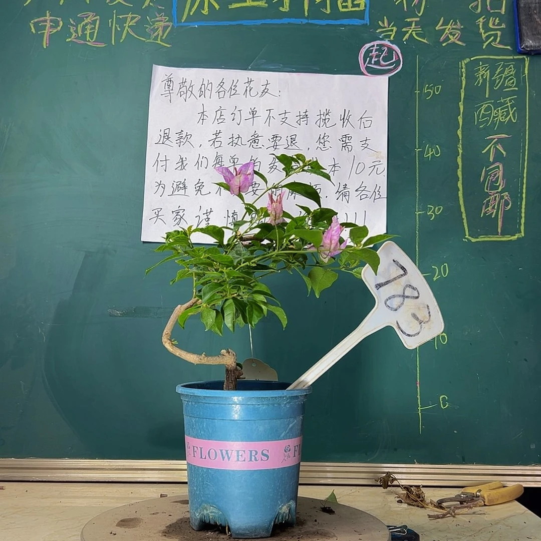 当前无花栽培后可以开花 造型 雪紫 原生小树头 783