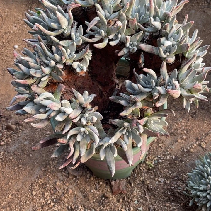 413号海瑟杂拇指多肉