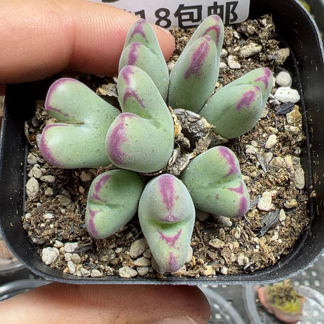 【闪购商品】995……