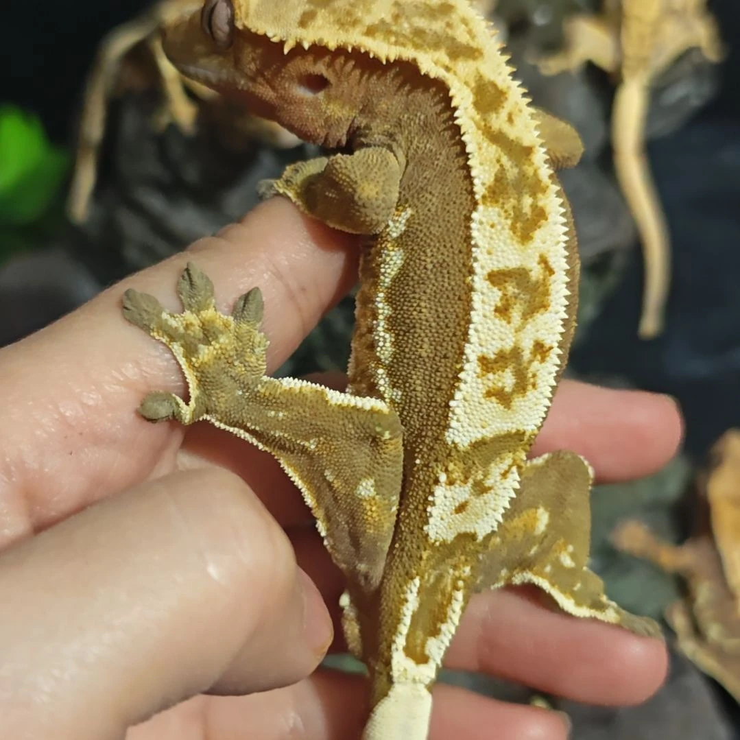 睫角守宫睫角守宫