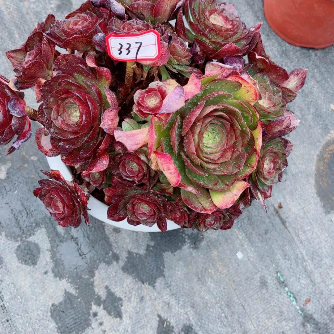 多肉植物337号多肉植物