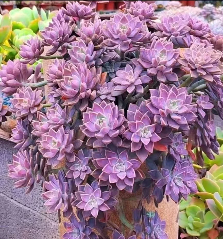 阿伦培 云南发货精品多肉绿植园艺种植多肉办公室