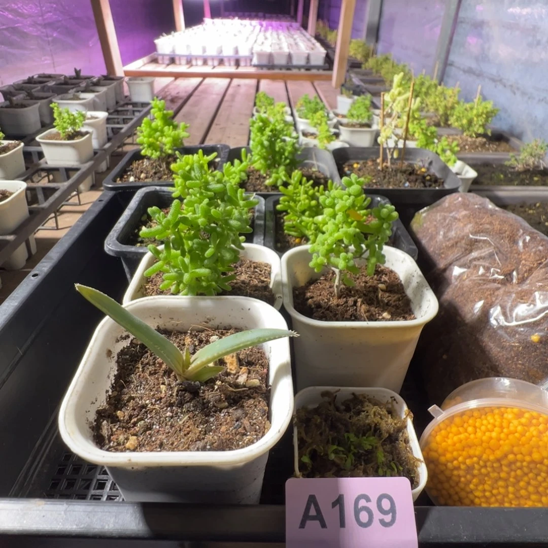 枝干番杏多肉植物A169乐