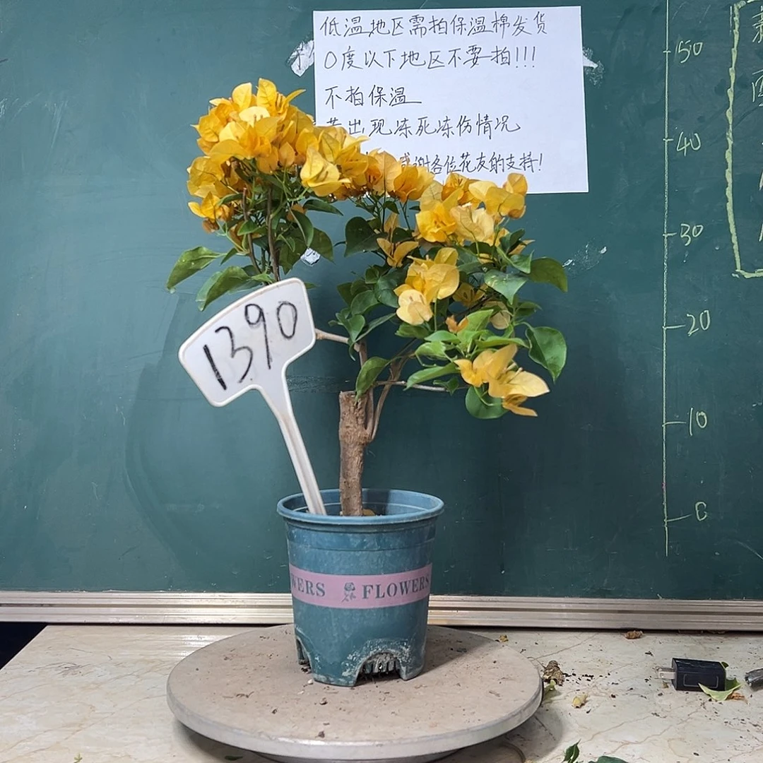 完全开放  柠檬黄 粗杆  1390