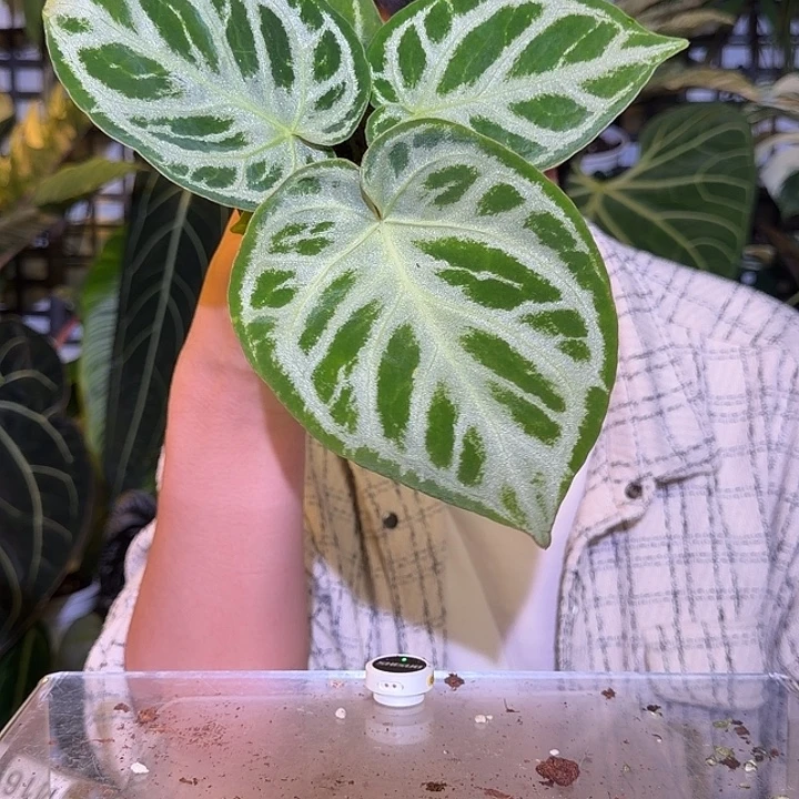 完全开放M14  铜锣烧