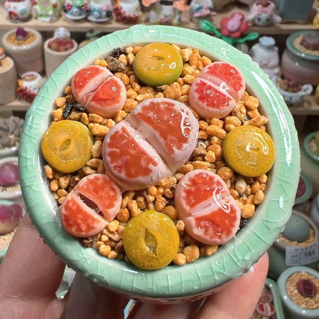 多肉植物176号组合