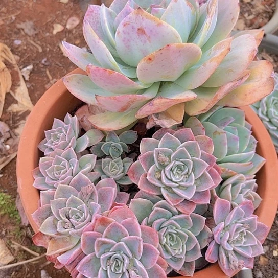 多肉植物。。。。。。。。。。。。。。。。。