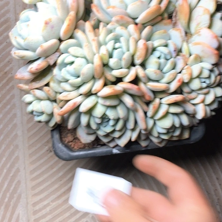 简****店46//////////////