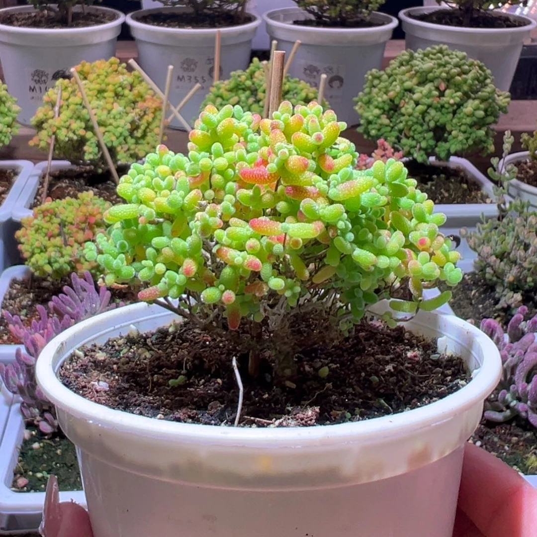 245蜜橘一物一拍带盆土发货