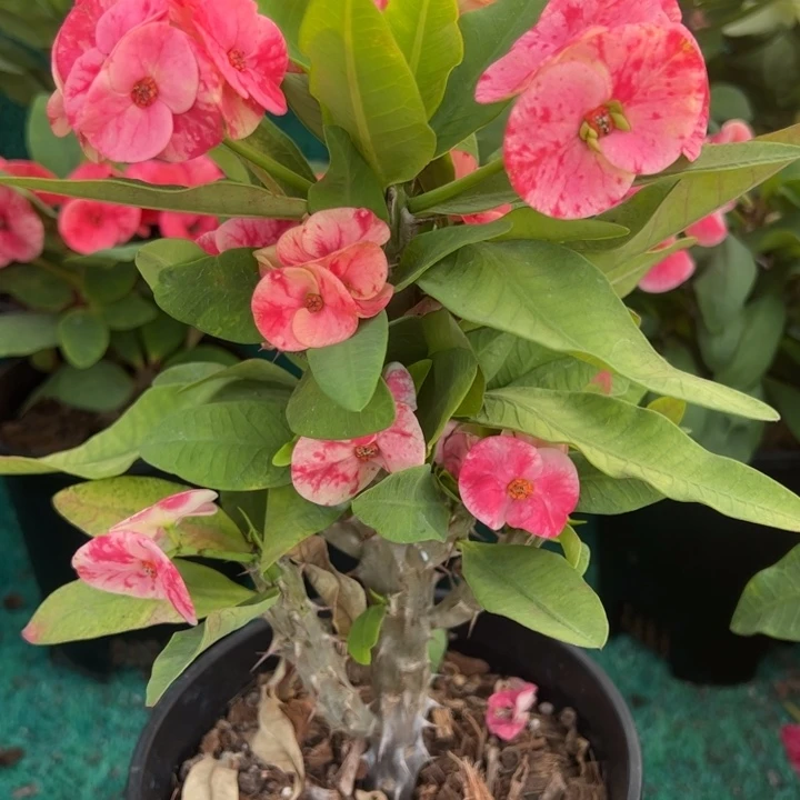 泰品扦插一物一拍