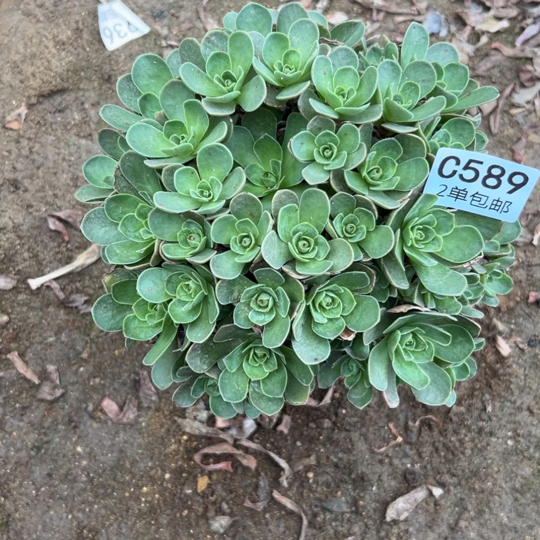 589多肉  树玫瑰不包断头