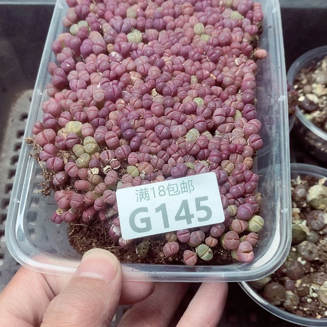 半***凉145呃呃呃呃呃呃呃呃呃呃呃呃