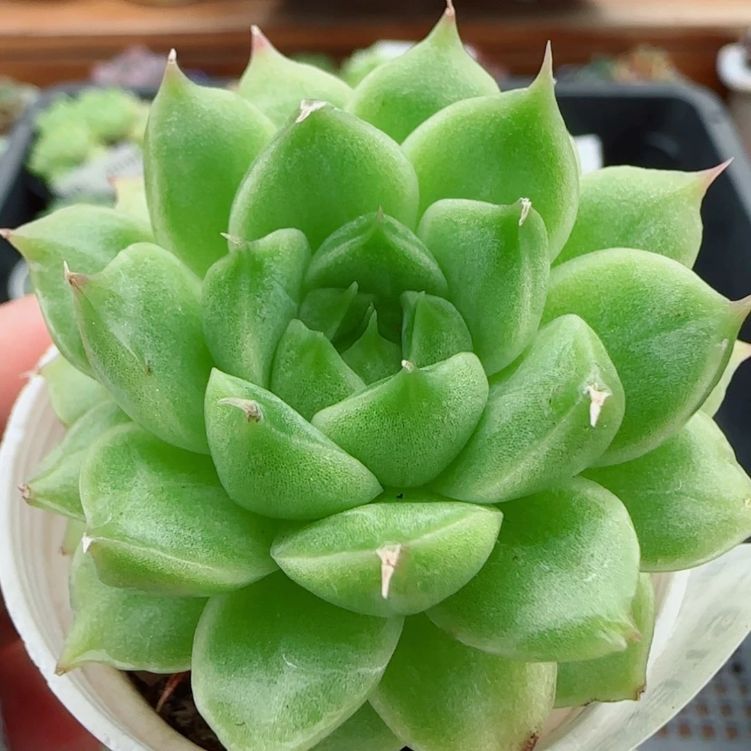 花语逸镜0919-07海王