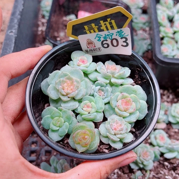 多肉植物多肉植物