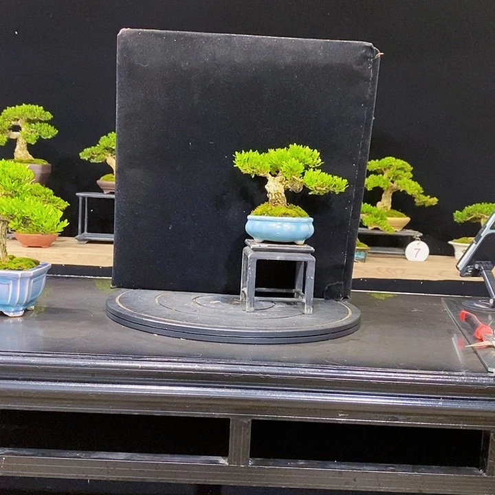 无花朵黄杨盆景四季常青不落叶