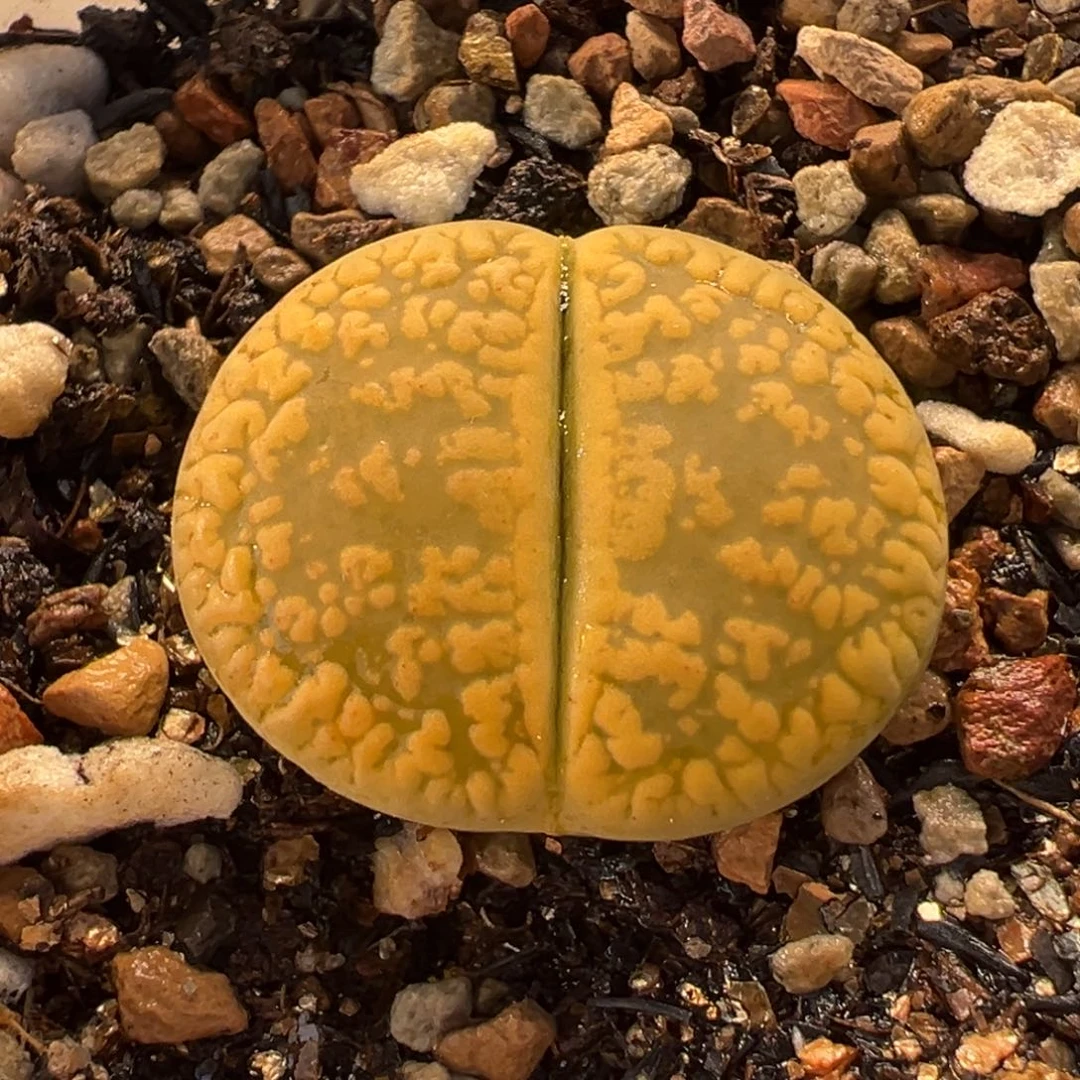 058多肉植物种类多样