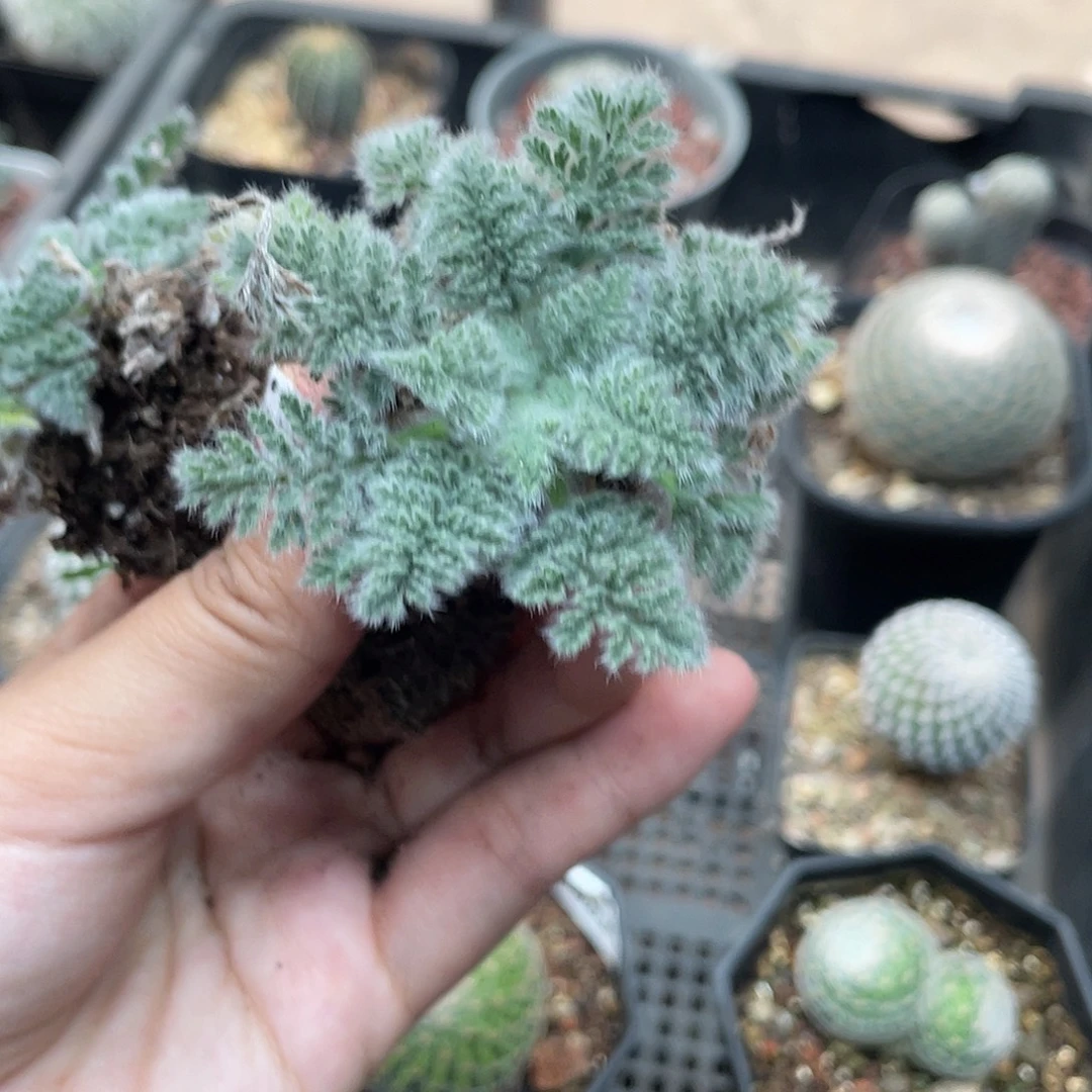 2.9元羽叶洋葵小苗（满18元包邮）