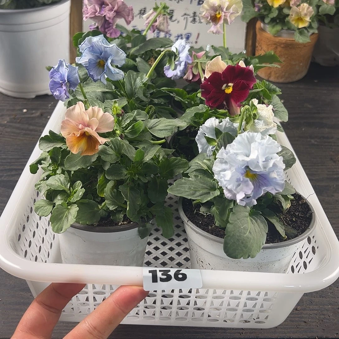 大部分花苞少量开放136号