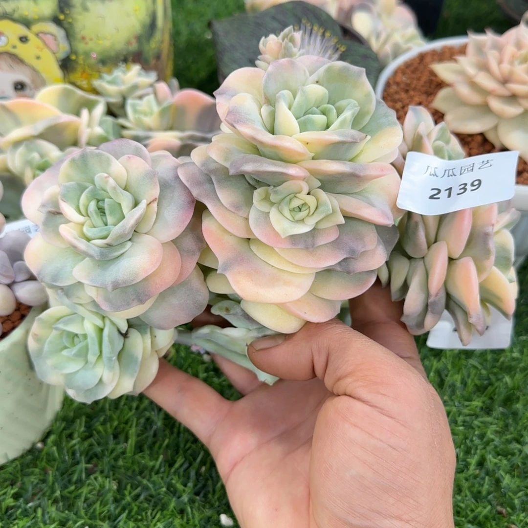 2139可爱玫瑰锦多肉植物的
