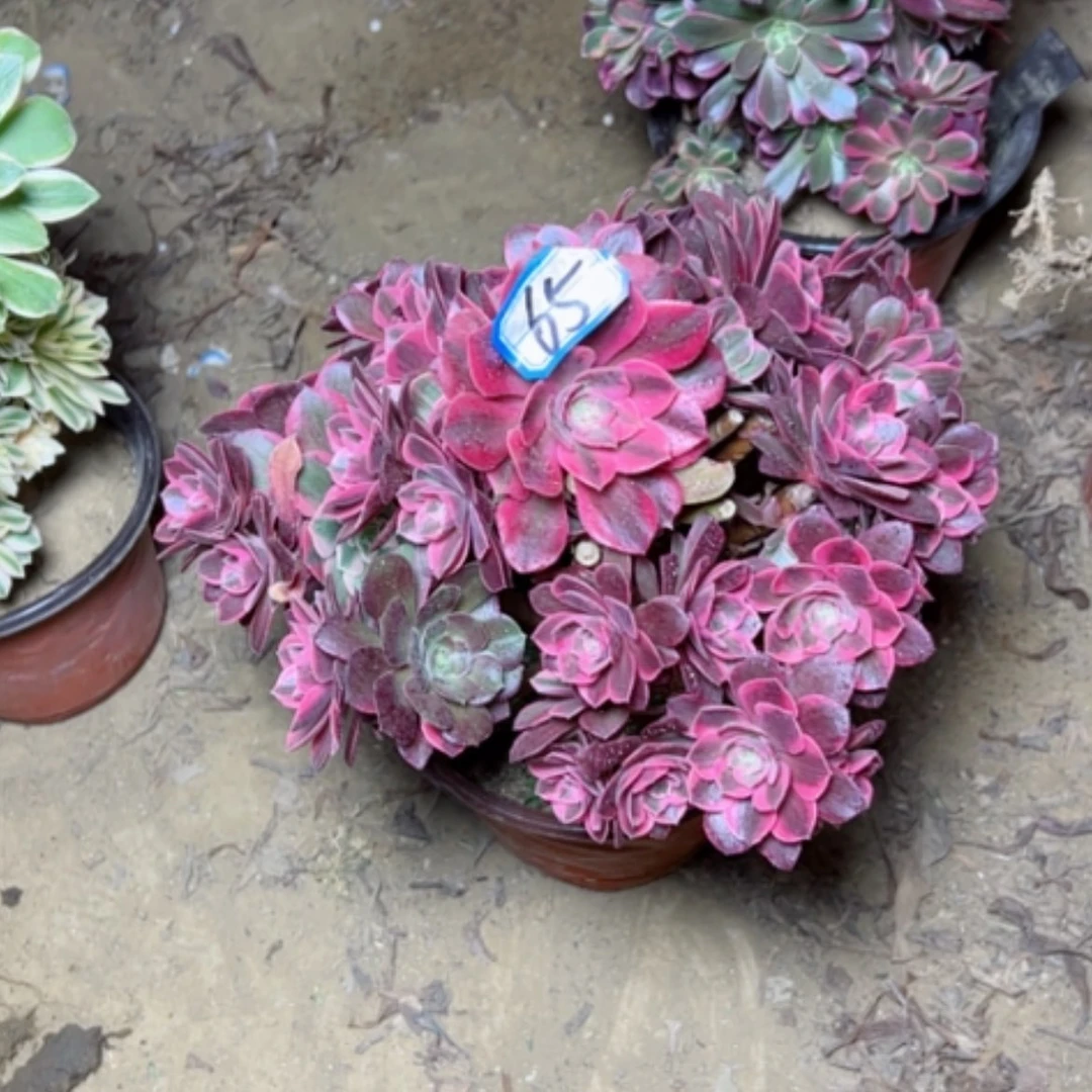 【闪购商品】小****记多肉植物女妖砍过不售后65