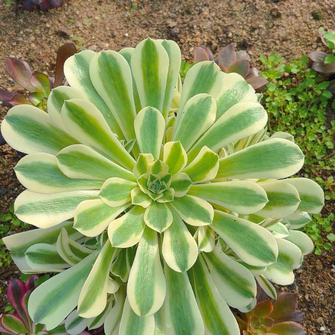 迈巴赫多肉植物手捧花