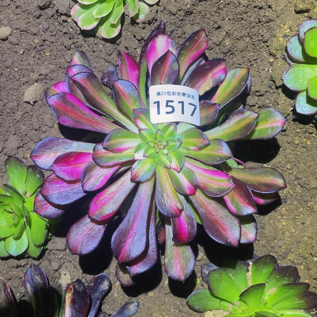 1517铜壶七彩多肉植物