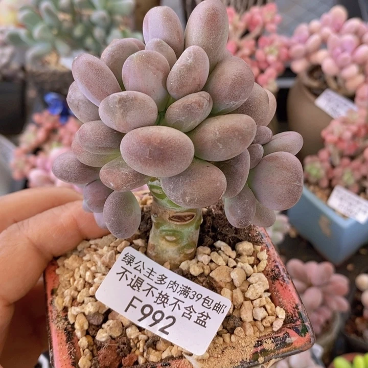 月美人6cm992多肉植物