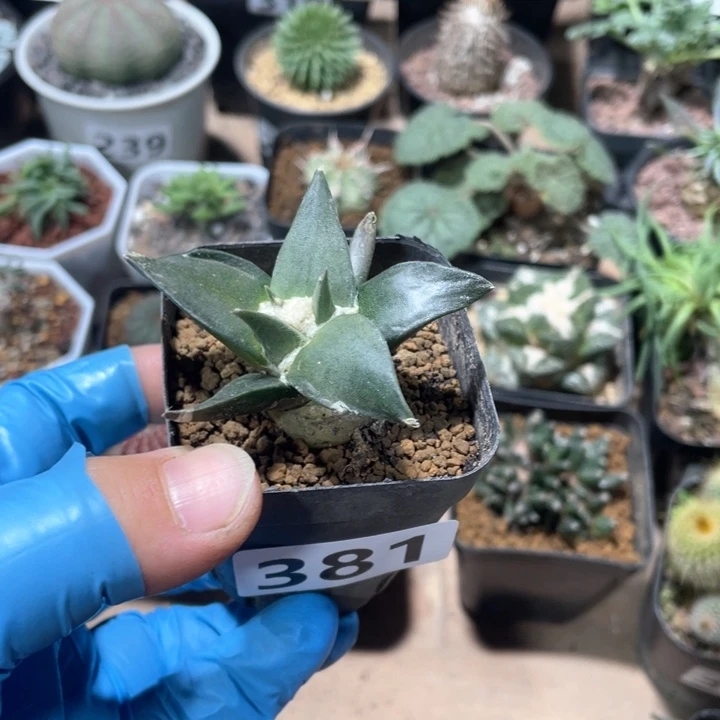 381实生岩牡丹仙人球