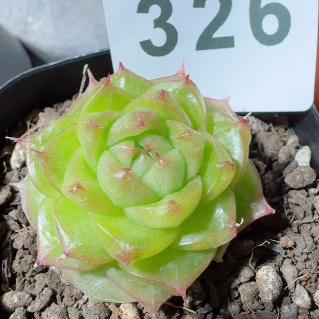 灵宝珍妮变异         精品多肉