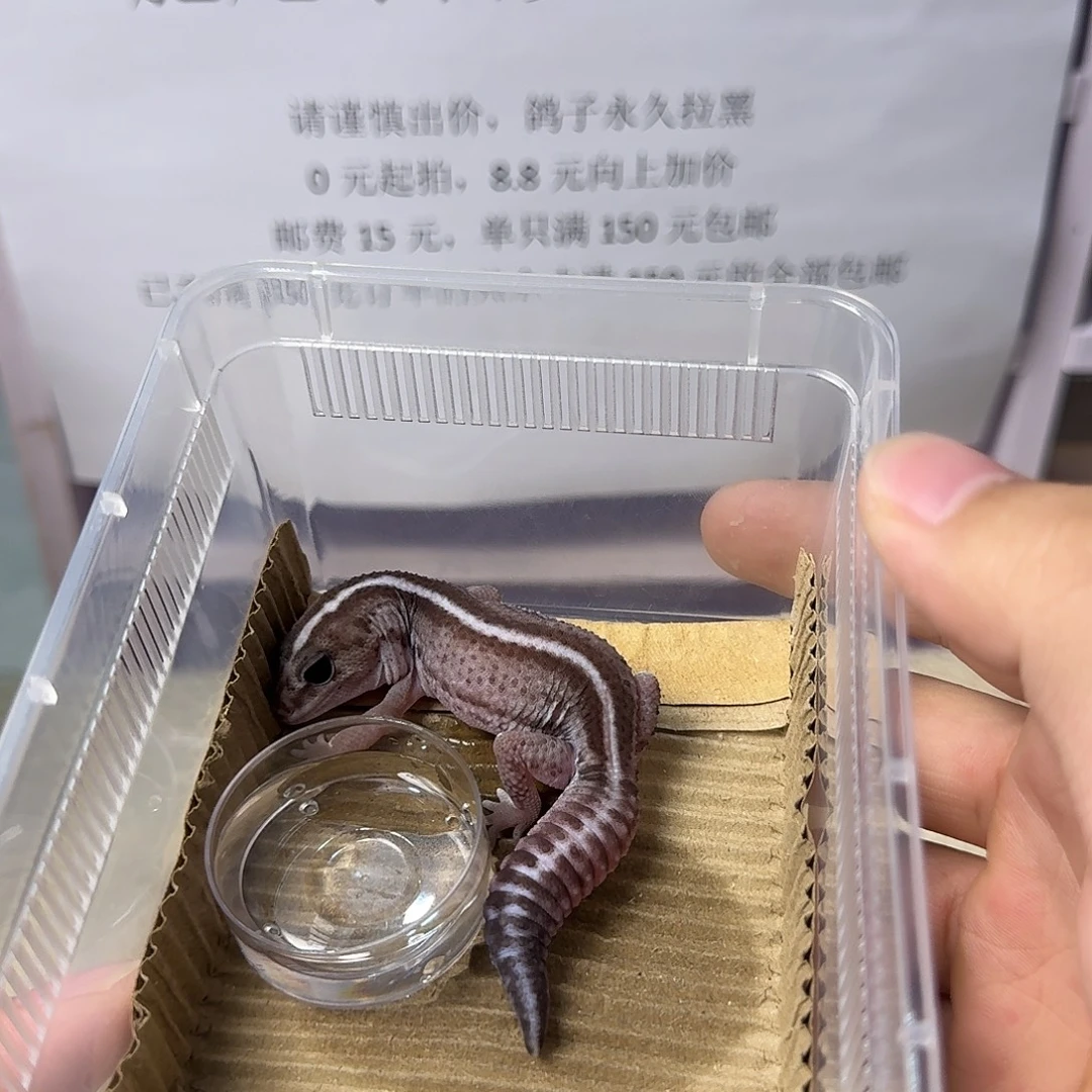 肥尾守宫直线奥无妹妹