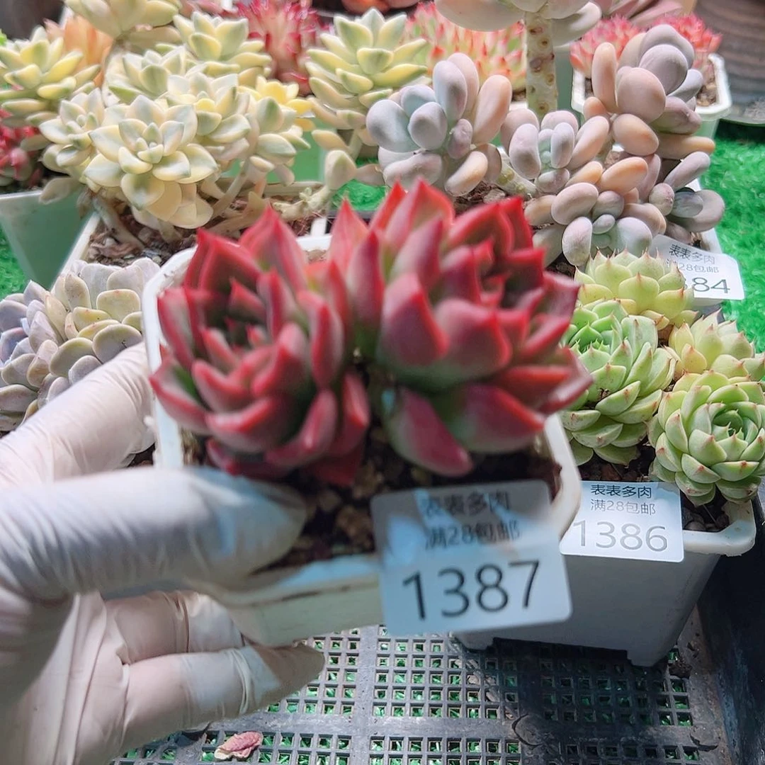 多肉一物一柏植物1387