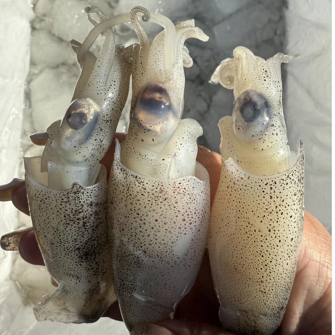 新鲜笔管鱼2斤 好吃新鲜送到家