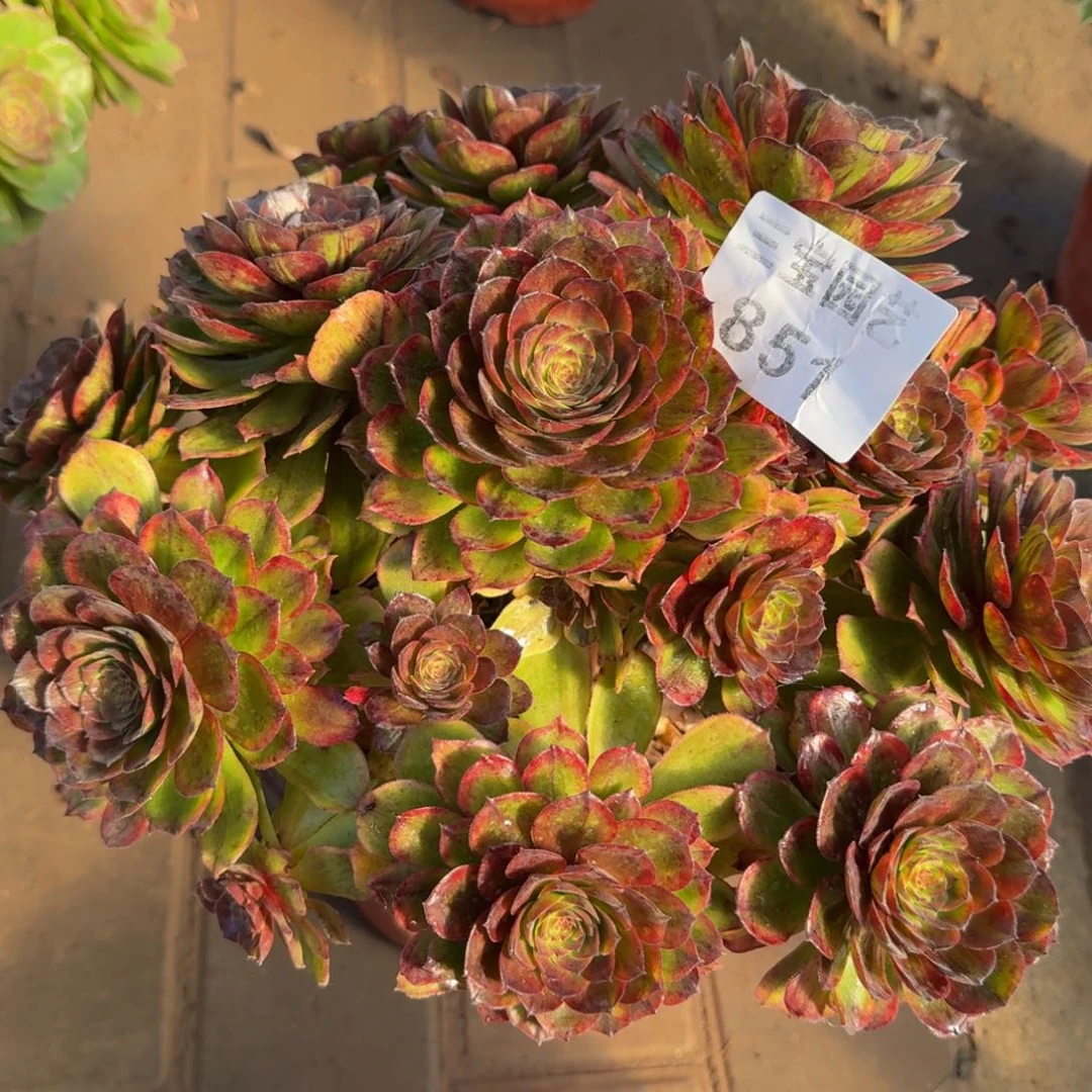 多肉植物851七彩斑斓