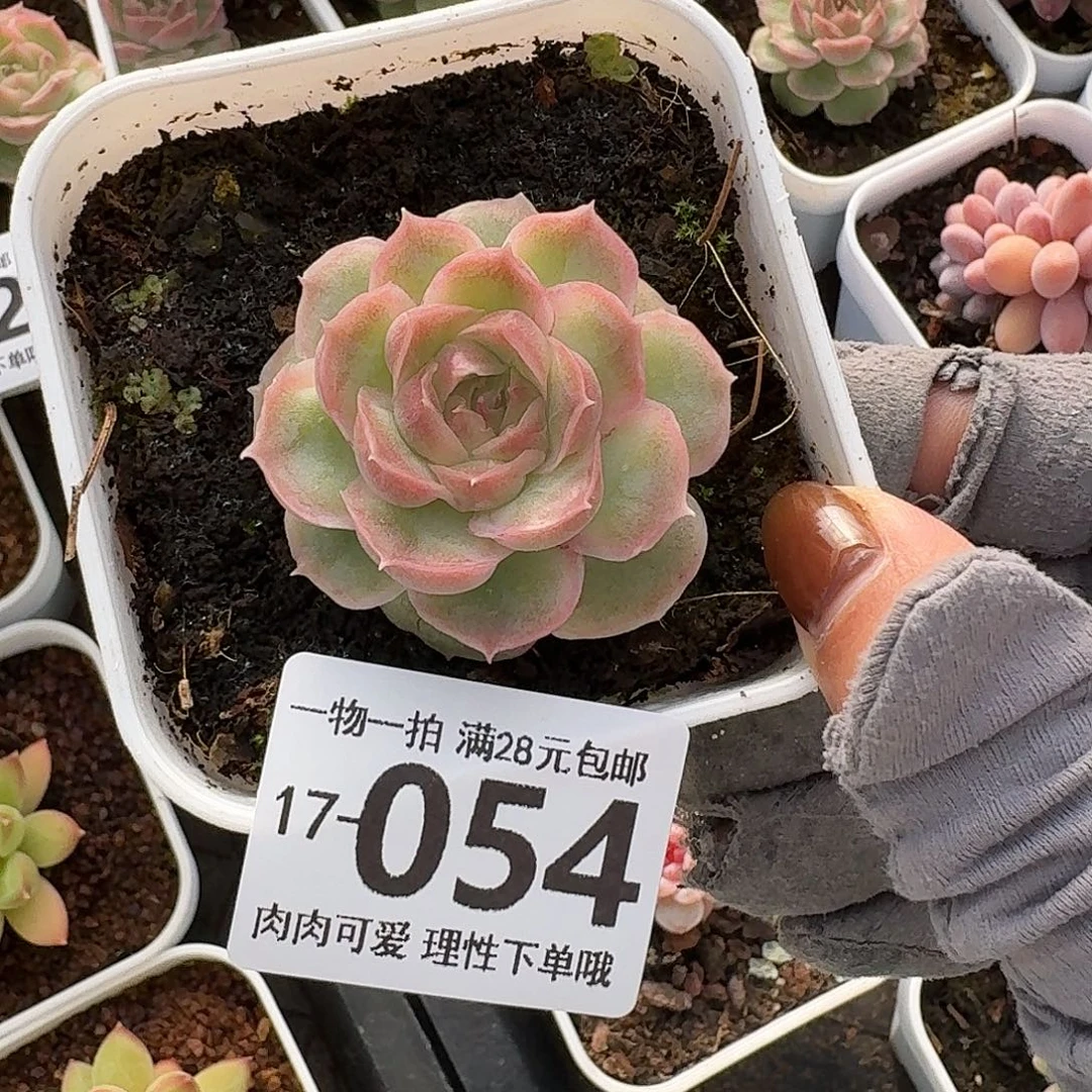 水晶无盆土发货无