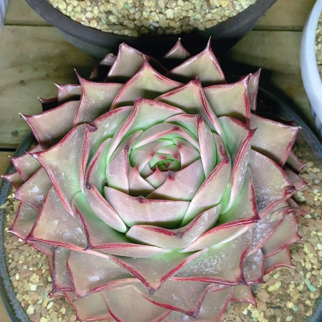 肉植物一物一拍原始宽叶大行星