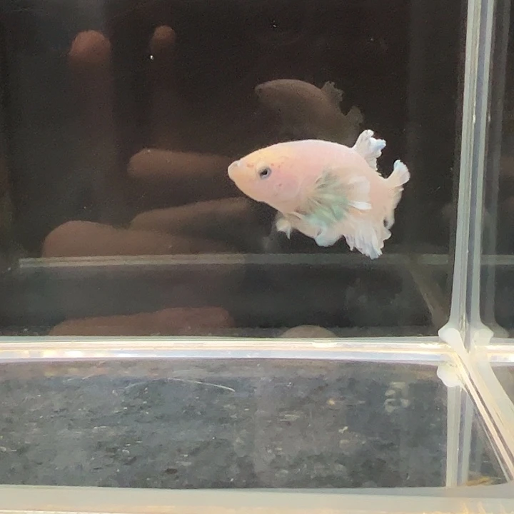 斗鱼满30包邮31日55